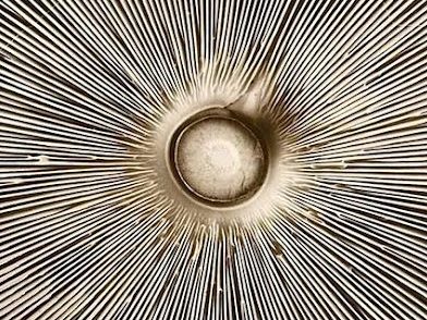 یک توضیح ریاضیاتی برای اصل ذره-جهان/ تمام اسرار جهان در دل هر ذره!