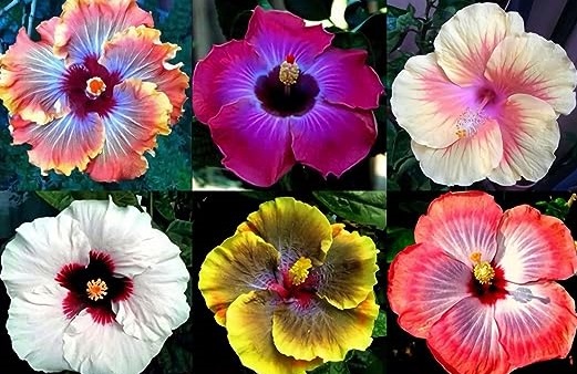 ریاضیات گلها در اندیشه ابوریحان بیرونی / جرئیات کتابی که ابوریحان برای یک دختر نوشت