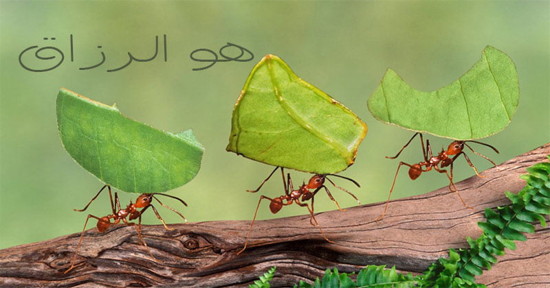 راهکار آیت الله کشمیری(ره) برای افزایش رزق و روزی حلال