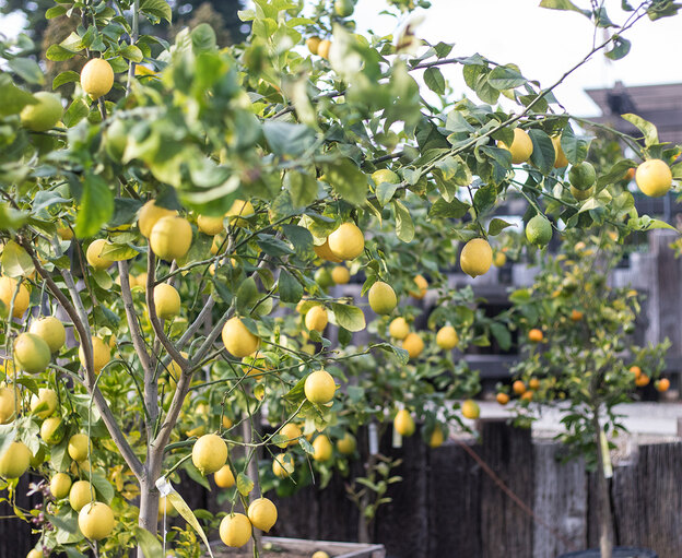 آیا می توان میوه شاخه های وارد شده به حیاط را بدون اجازه خورد؟