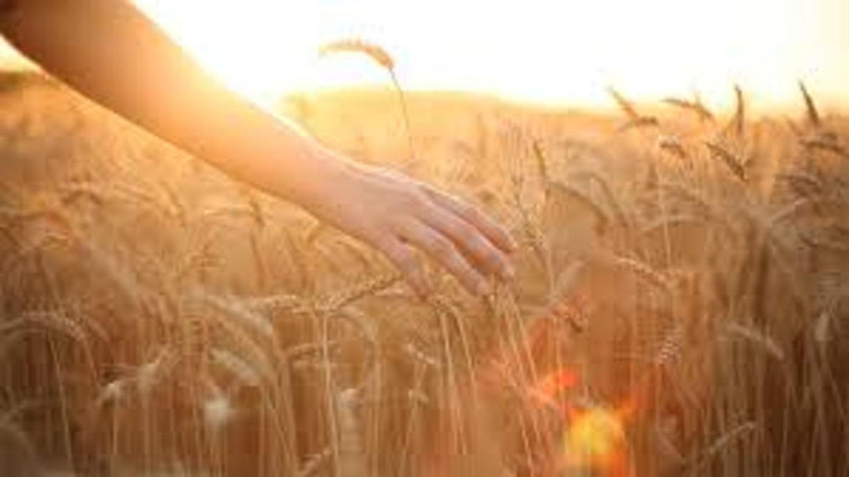  کدام روز هفته برای شروع کار میمون و مبارک است؟