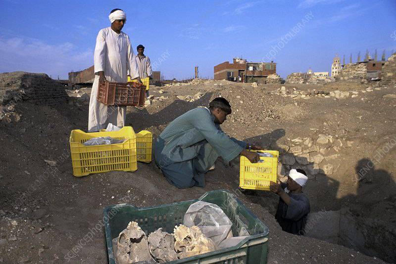 اجساد هزارساله شیعیان یا سادات مو طلایی