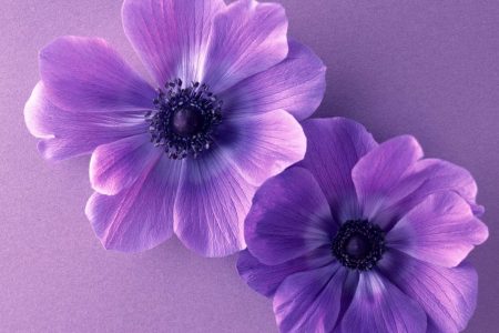 حدیث ثقلین و مسأله عصمت