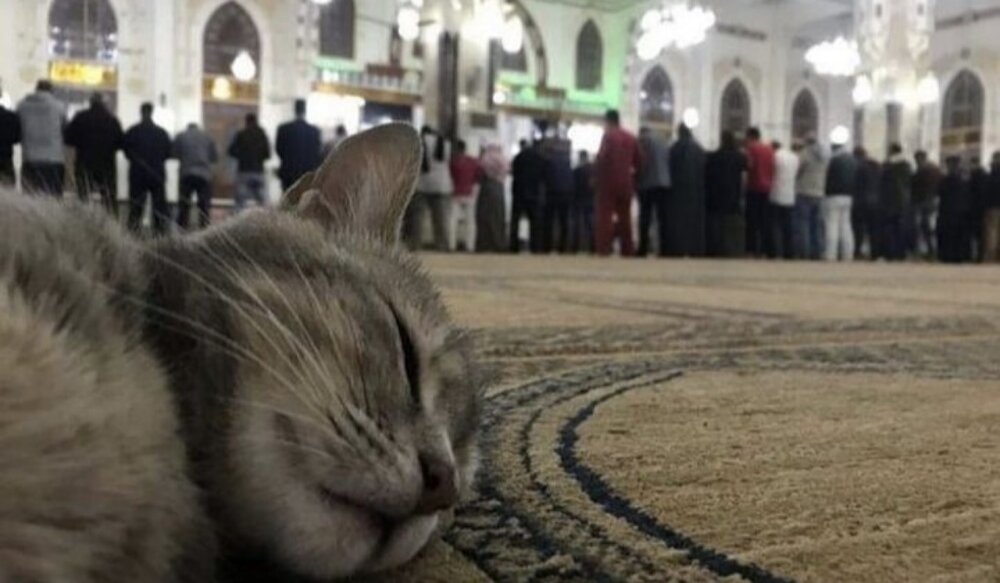 آیا موی گربه نجس است و نماز را باطل می‌کند؟