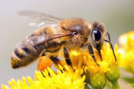تغذیه زنبورها از شهد و گرده و یا فته های علمی
