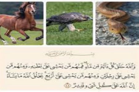 چرایی عدم تقسیم بندی جامع قرآن نسبت به همه موجودات