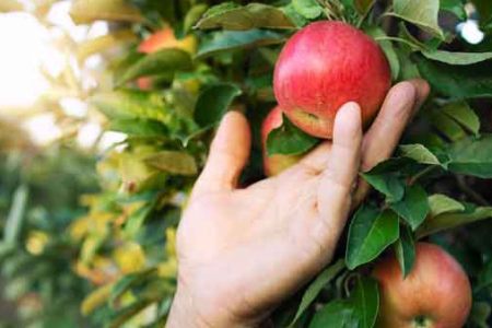 قصه حضرت آدم و میوه ممنوعه