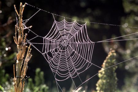 قرآن چه کسانی را به خانه‌ عنکبوت تشبیه می‌کند؟