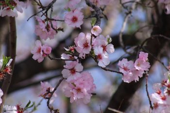 نسخهای بهاری برای آرامسازی خستگی
