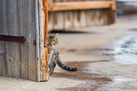 نقاب حیا بر چهره اضطراب؛ چرا خجالت کشیدن فضیلت نیست؟