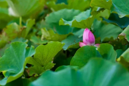 چرا همه می‌خواهند دیده شوند؟ از اینستاگرام تا عجب در اخلاق علوی